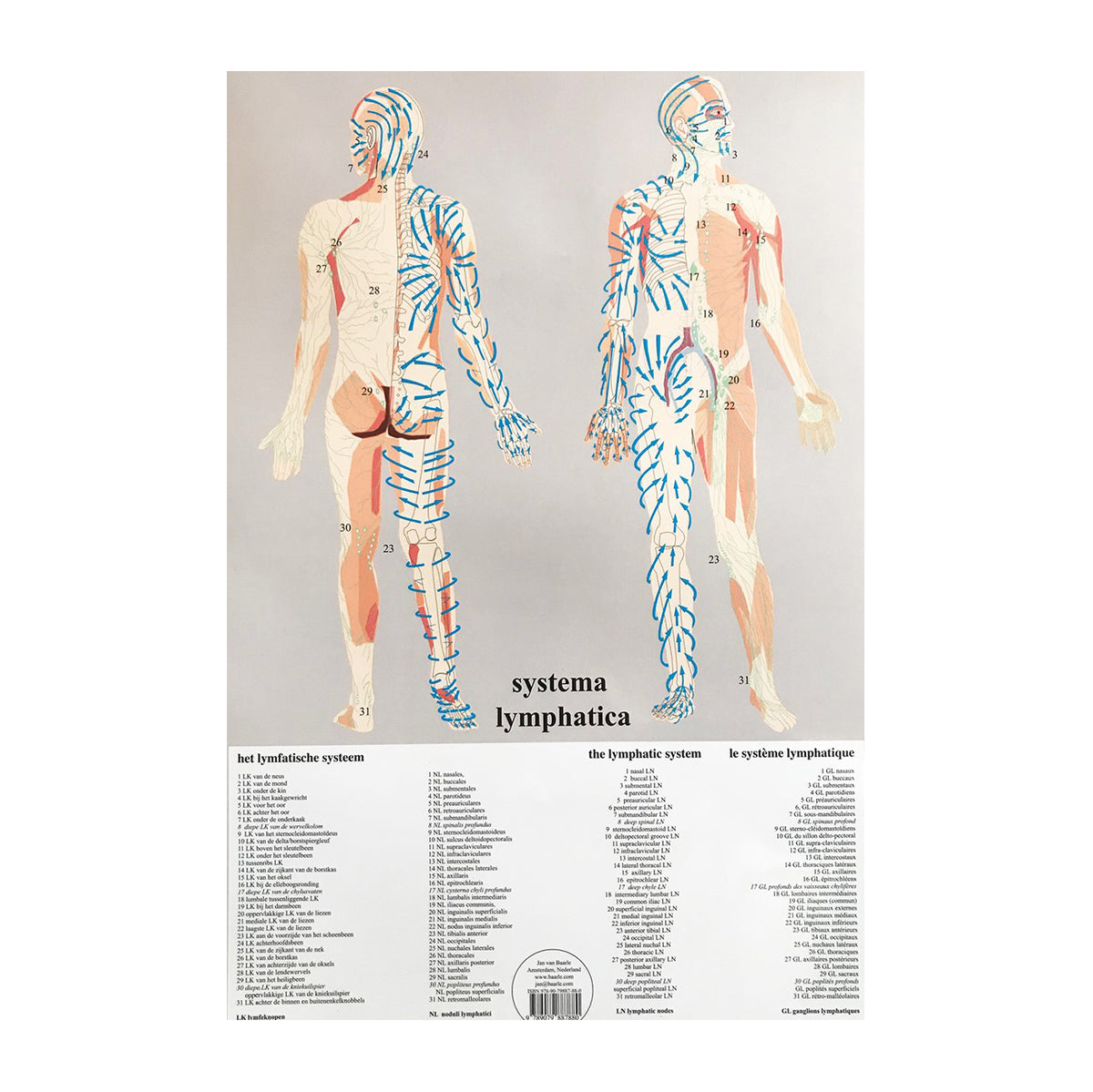 Lymphatica Systema Lymphatica – WendyCo