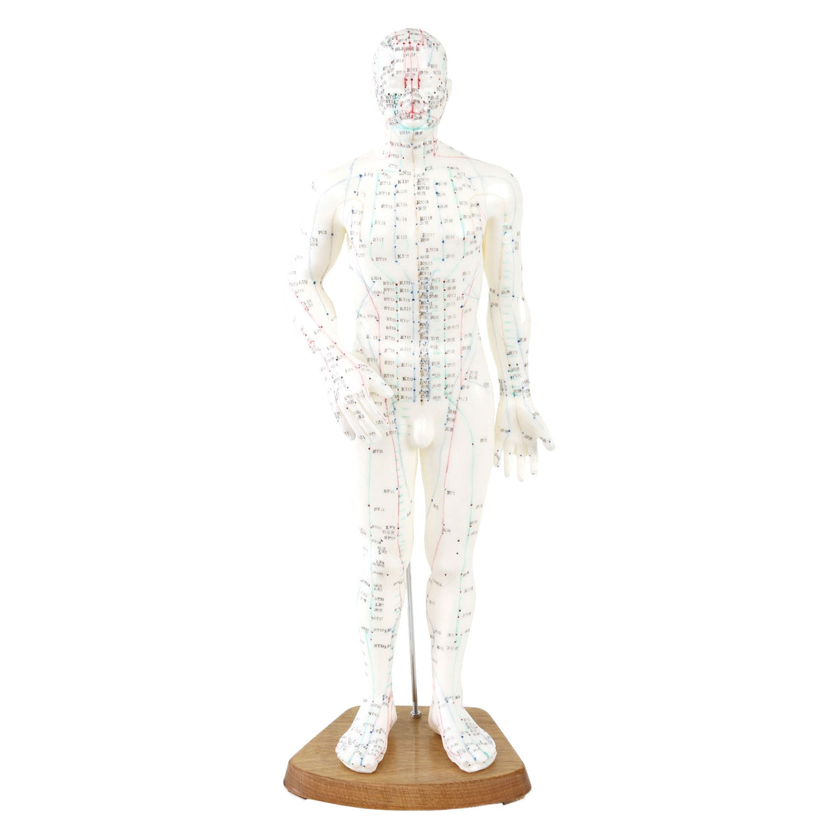 Akupunktur-model: Mand (50 cm) – WendyCo